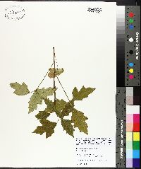 Toxicodendron pubescens image