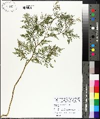 Trepocarpus aethusae image