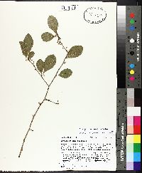 Sideroxylon thornei image