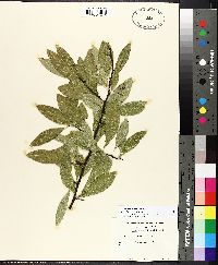 Sideroxylon lycioides image