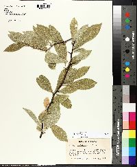 Sideroxylon lycioides image