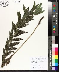 Lithospermum parviflorum image