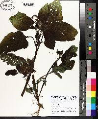 Heliotropium indicum image