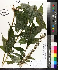 Campanulastrum americanum image