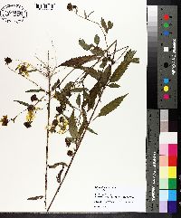 Bidens aristosa image