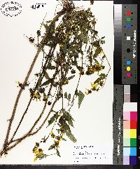 Bidens aristosa image