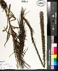 Liatris spicata image