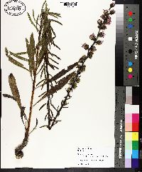 Liatris aspera image