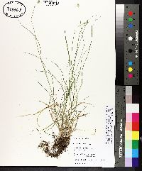 Carex leavenworthii image