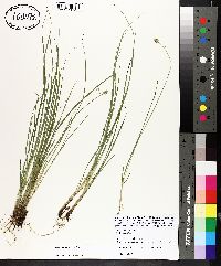 Carex leavenworthii image