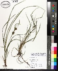 Carex louisianica image