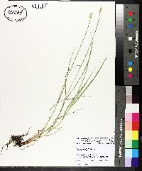 Carex normalis image