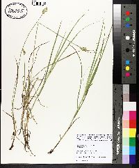 Carex normalis image