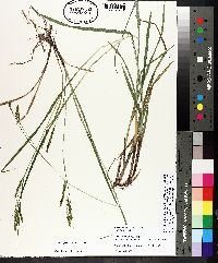 Carex oxylepis image