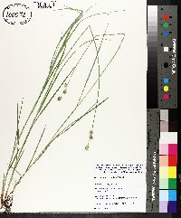 Carex reniformis image