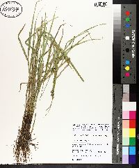 Carex tribuloides var. sangamonensis image