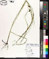 Carex aureolensis image