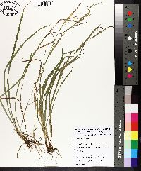 Carex corrugata image