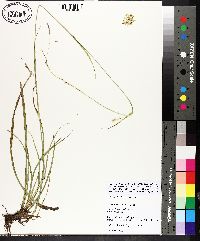 Carex cherokeensis image