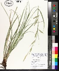 Carex cherokeensis image