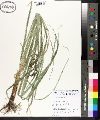 Carex hyalinolepis image