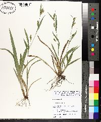 Carex flaccosperma image