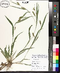 Carex flaccosperma image