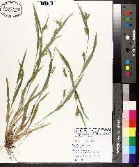 Carex flaccosperma image