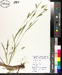 Carex flaccosperma image