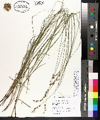 Carex festucacea image