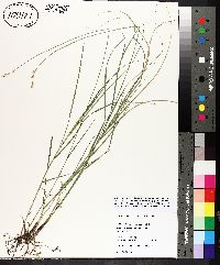 Carex festucacea image