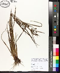 Cyperus retrorsus image