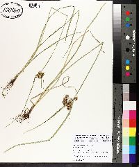 Cyperus pseudovegetus image