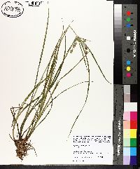 Cyperus pseudovegetus image