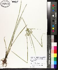 Cyperus pseudovegetus image