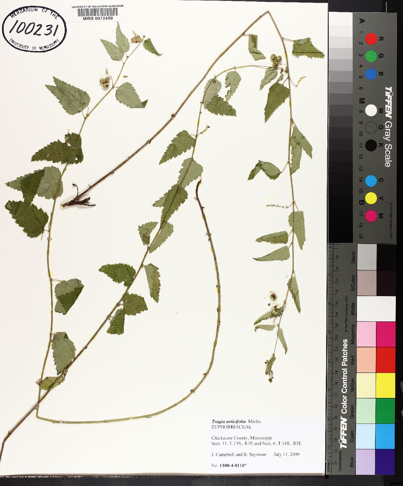 Tragia urticifolia image