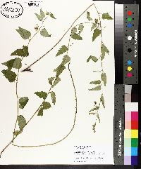 Tragia urticifolia image