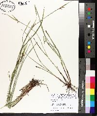 Scleria triglomerata image