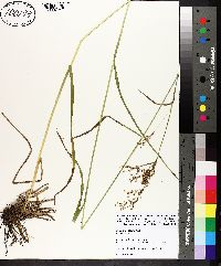 Scirpus pendulus image