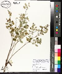 Lespedeza violacea image