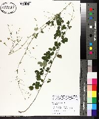 Lespedeza procumbens image