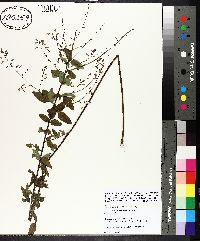 Desmodium glabellum image