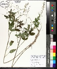 Desmodium glabellum image