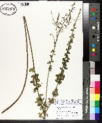 Desmodium ciliare image