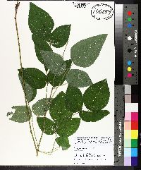 Desmodium canescens image