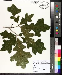 Quercus lyrata image