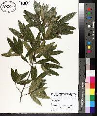 Quercus phellos image