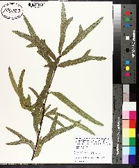 Quercus phellos image