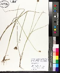 Juncus scirpoides image