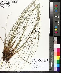 Juncus coriaceus image